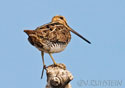 Gallinago delicata